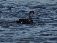 Black Swan